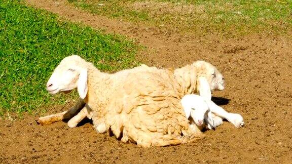 一群羊在阳光下休息