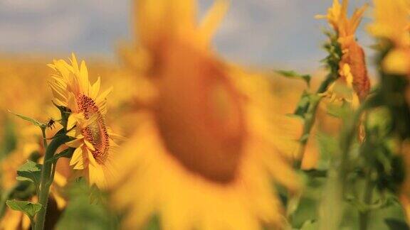 一只蜜蜂在向日葵花上采集花蜜和花粉