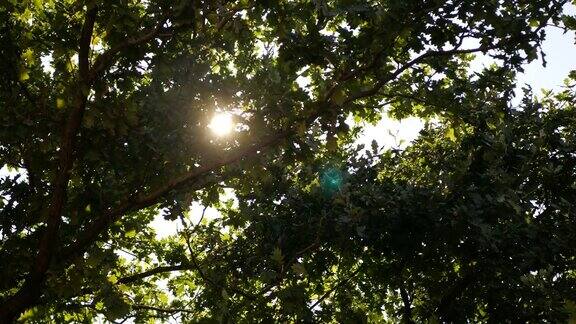 阳光明媚的夏日透过绿油油的树叶可以看到阳光
