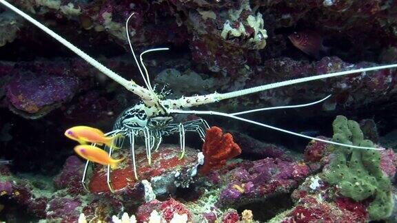 蟹在马尔代夫的海底寻找食物