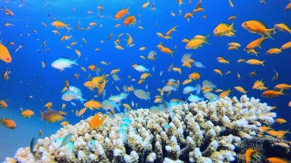 热带鱼及珊瑚