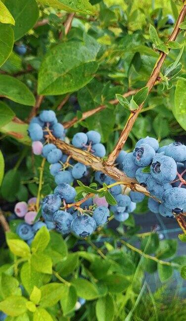 蓝莓新鲜和成熟的有机蓝莓植物生长在一个花园饮食节食健康的素食食品有机健康食品农业慢动作4K超高清视频