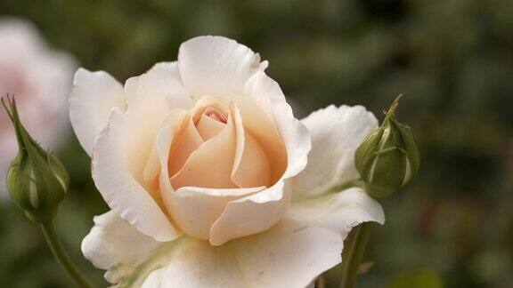 一个精致的白色粉色玫瑰的特写