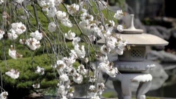 NTSC:日本花园(视频)