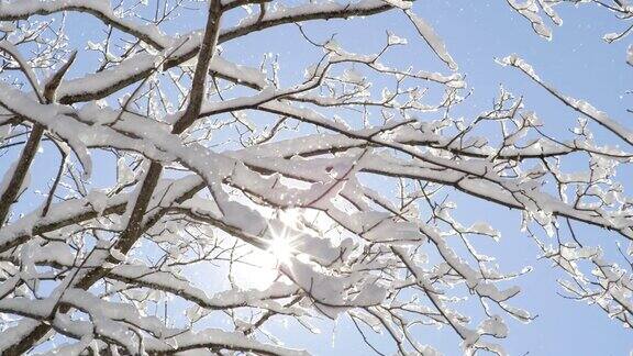 近距离观察:在湛蓝的天空下晶莹的雪花从树上飘落