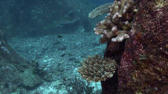 鹿角珊瑚(Pocilloporagrandis)圣诞点Similan泰国