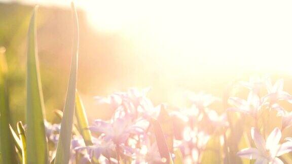 阳光背景上的小紫罗兰花