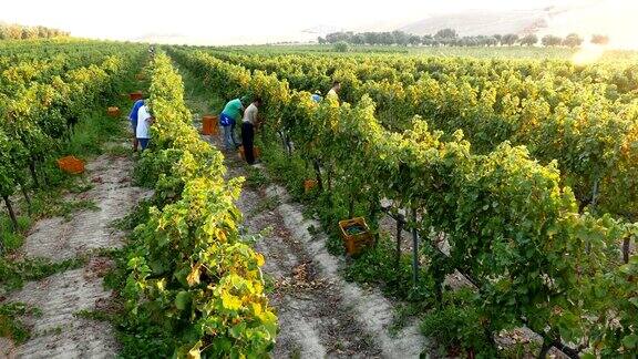 意大利南部:农民在葡萄园收获葡萄-2017年8月意大利