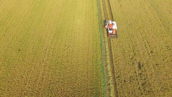 在越南田野的联合收割机上收割水稻