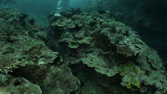 台湾屏东垦丁海底珊瑚礁