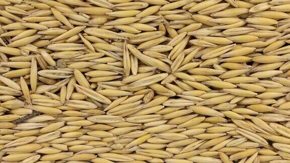 谷物燕麦的水平全景图