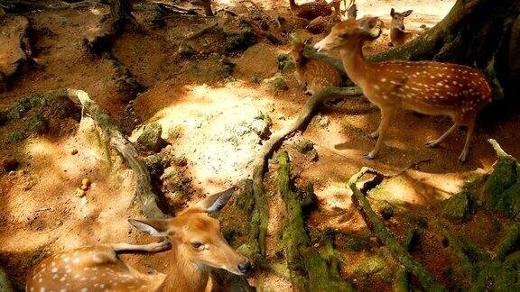 野生动物的场景美丽的年轻休耕白尾鹿野生哺乳动物在森林周围斑点鹿chitalCheetalAxisCervusnippon或日本鹿在自然栖息地的阳光下放牧
