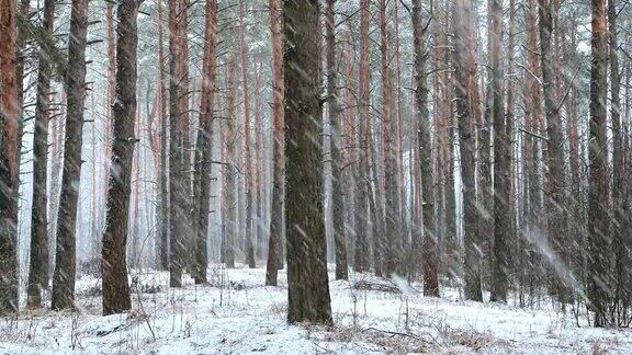 冬季雪域森林公园在雪天暴风雪白雪皑皑的针叶林