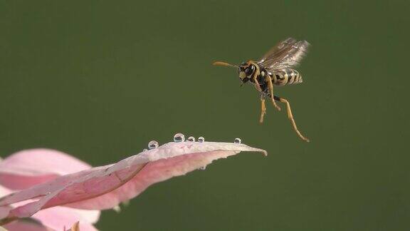 蜜蜂黄蜂和水滴