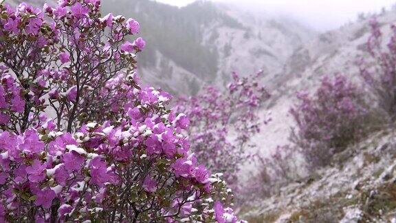 西伯利亚山区盛开的杜鹃花