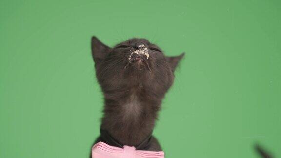饥饿的小黑猫戴着粉红色的领结抬头伸出舌头舔着绿色背景上的透明玻璃