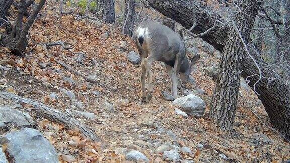 新墨西哥州白尾鹿追踪摄像机录像