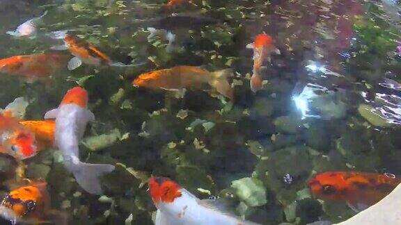 池塘里的金鱼