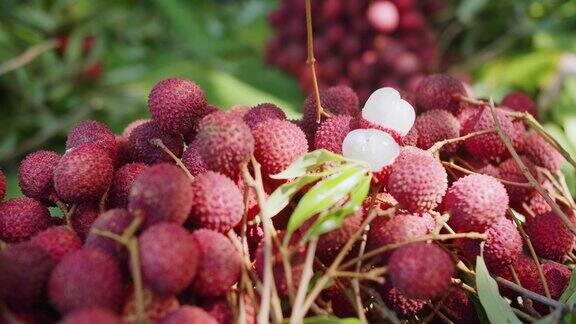 熟透的新鲜荔枝果皮红果肉白多汁香甜美味的泰国热带水果