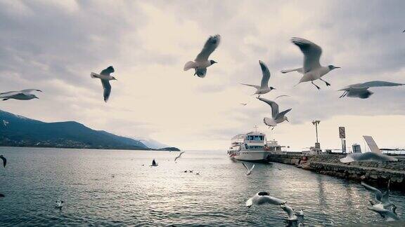 奥赫里德湖码头上飞翔的海鸥