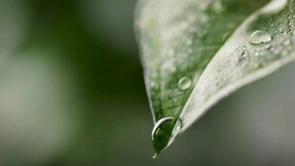 新鲜的水滴从绿色的叶子上落下特写