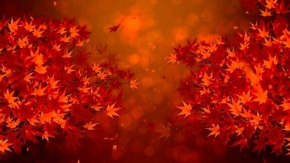 秋叶枫树枝美丽的自然秋景
