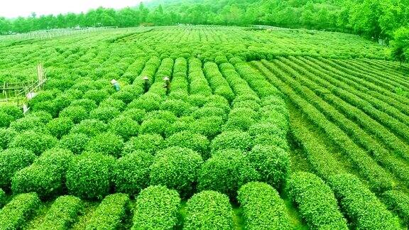 天空茶树山丘和农场实时