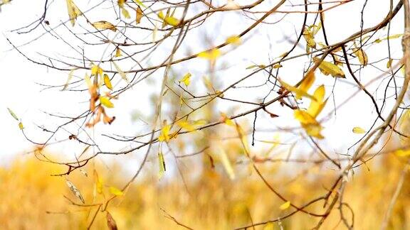 风吹动秋天的黄叶