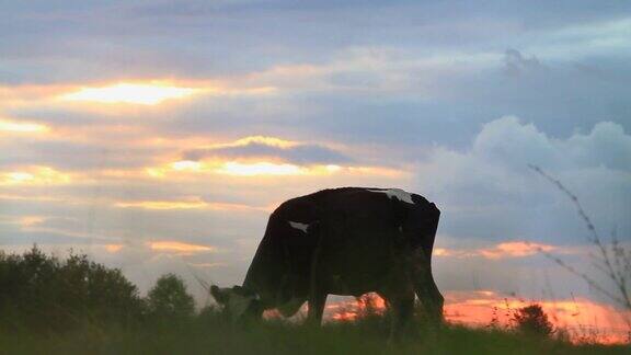 日落时分奶牛在田野上吃草