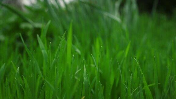 青草随风摇曳在平静的草地自然背景环境