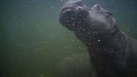 动物园里的大河马在浑浊的水中游泳动物模仿野生动物