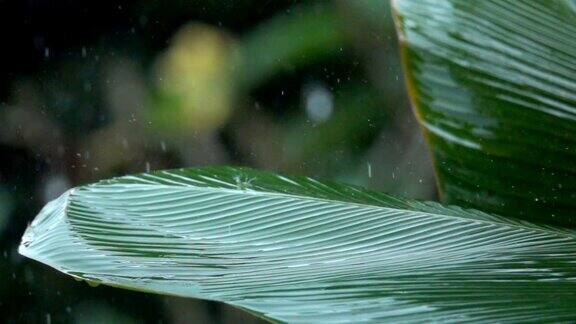 慢镜头:雨点在香蕉棕榈树的叶子上飞溅