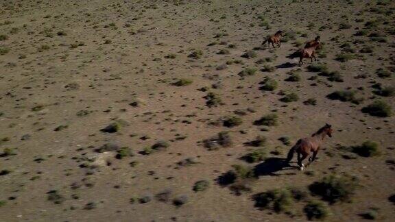 沙漠中的野马