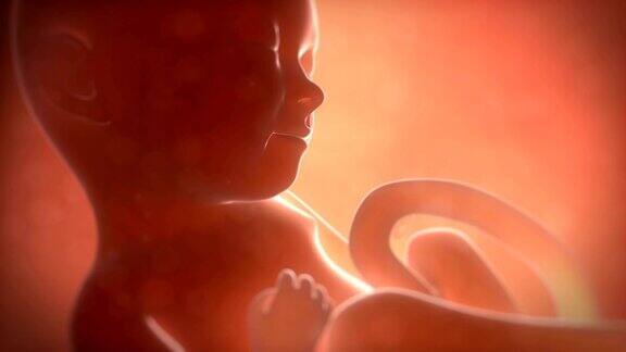 九个月大的胎儿
