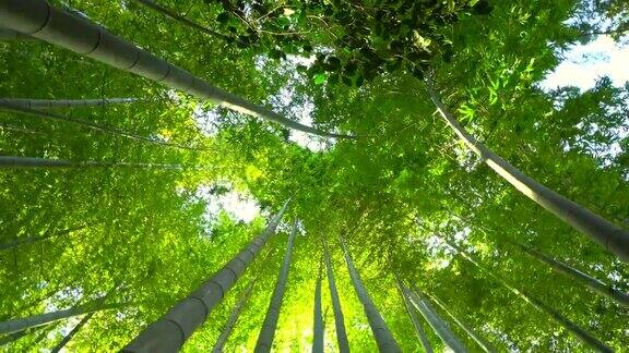 竹子生长从下面看