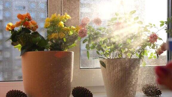 关爱家里的鲜花浇水、重喷室内花在阳光窗台上