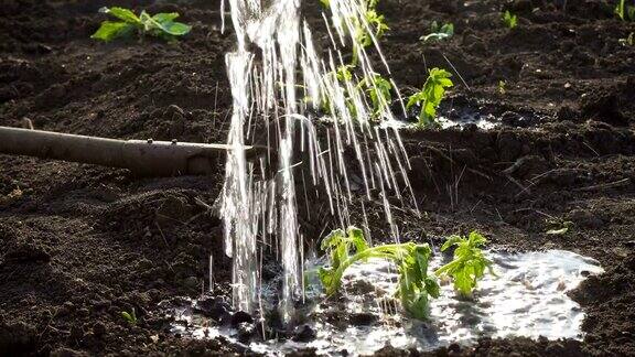在花园里种植蔬菜西红柿幼苗-手拿幼苗浇水罐和铲子在背后