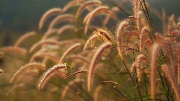 美丽的草植物花日出在风