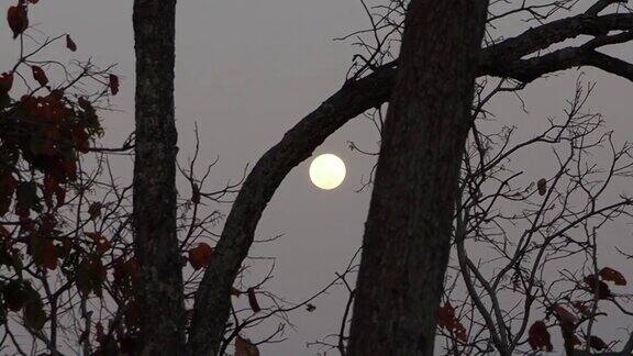 满月和树枝