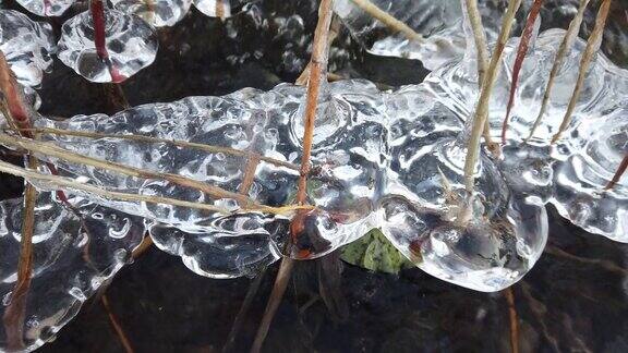 芬兰当湖面开始结冰时植物被冰覆盖
