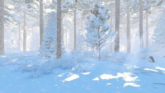 冬天的松林在下雪的日子