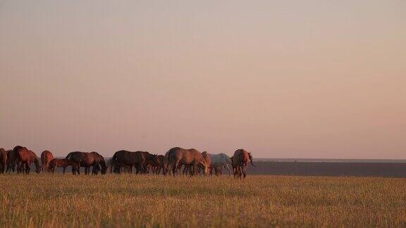 马吃草日落时的乡村景色