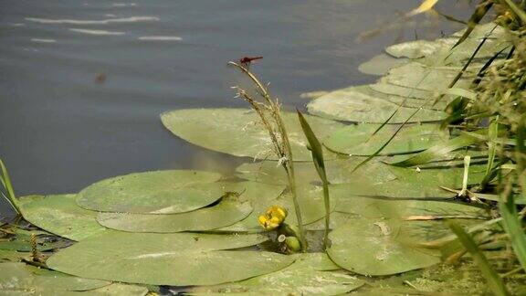 红蜻蜓在河边黄水花