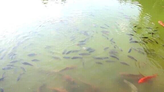 鱼儿在池塘里游泳