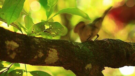 在树枝上觅食的小嘴叶蝉特写