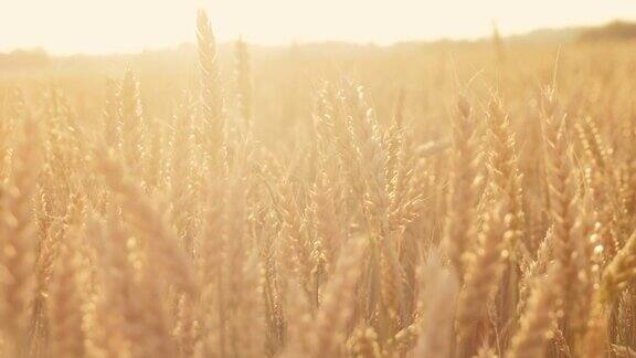 有机农场收获太阳大麦麦芽生产
