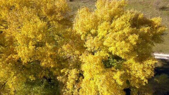 4k天线在黄树冠上举起相机