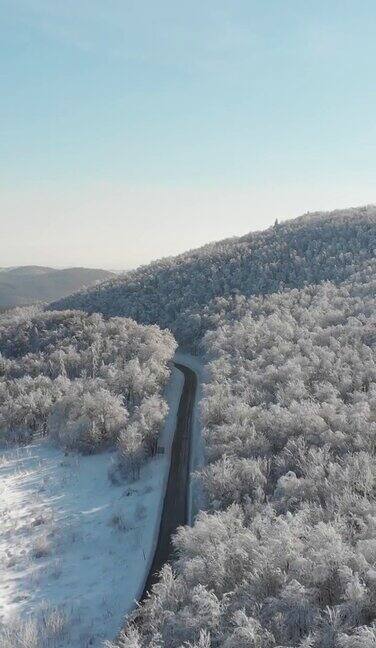 冬天的森林在雪地里被阳光的光芒照亮