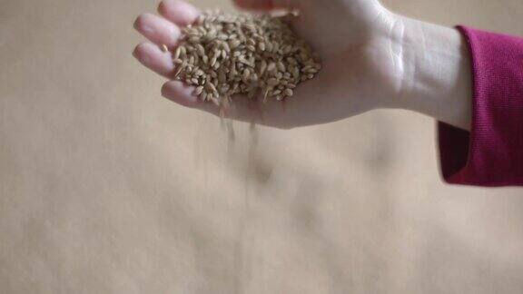 稻米加工与人类互动