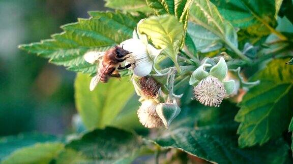 蜜蜂在树莓花上采集花蜜